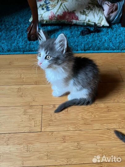 Котёнок в добрые руки