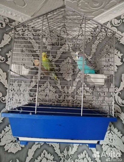 Волнистый попугай с клеткой