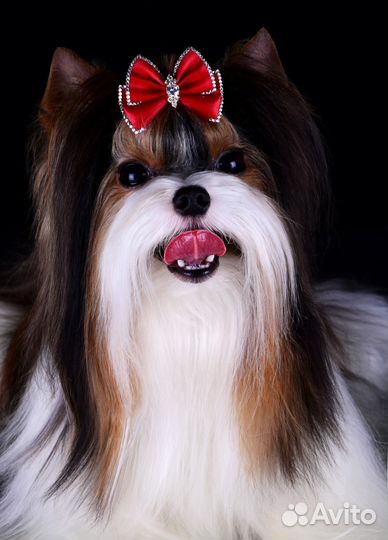 Роскошный породный Бивер, Вязка, РКФ, мини 1.8