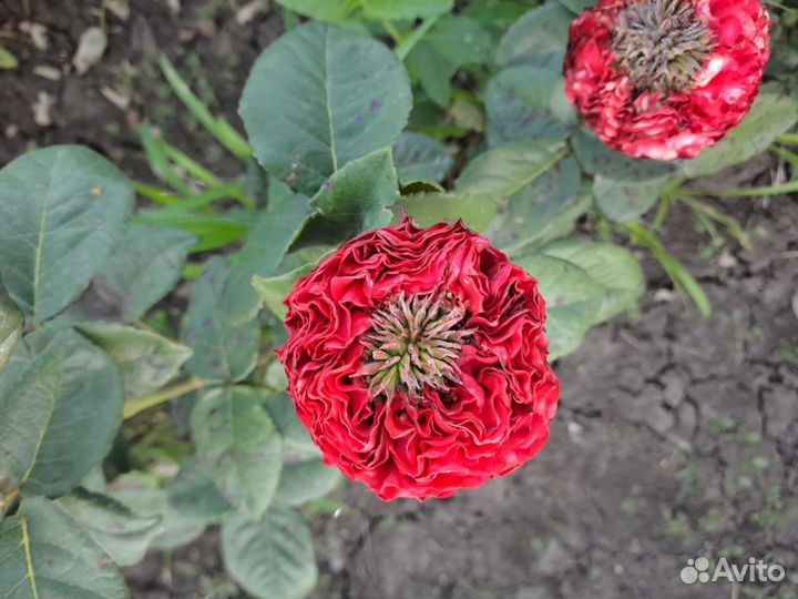 Розы.Опт-розница