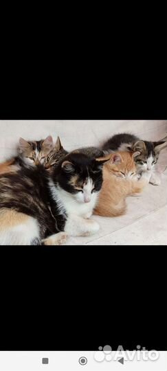 Кошка в дар бесплатно