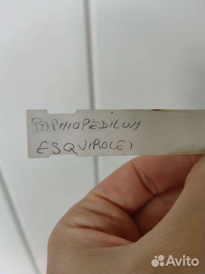 Орхидея пафиопедилум Paphiopedilum Esquirolei