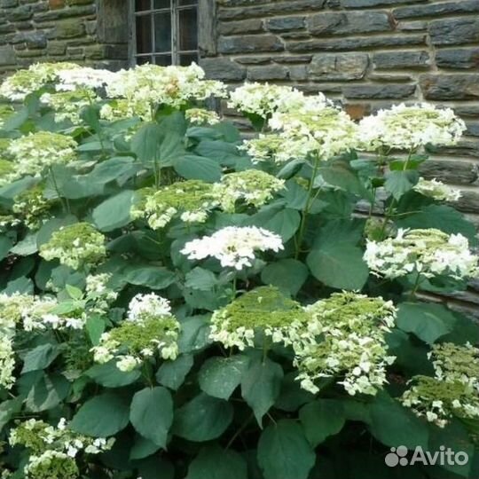 Декоративные кусты для сада/Растения/Можжевельник