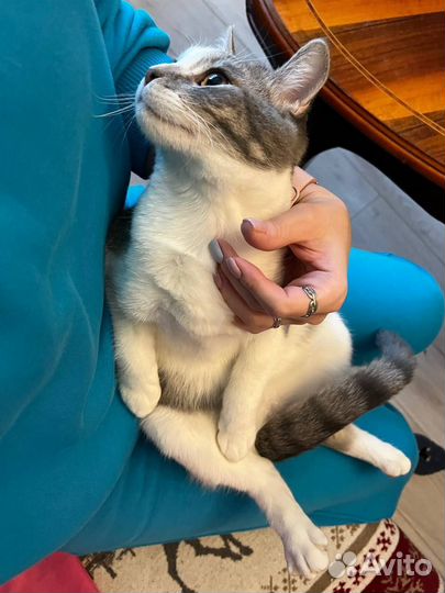 Кот в добрые руки