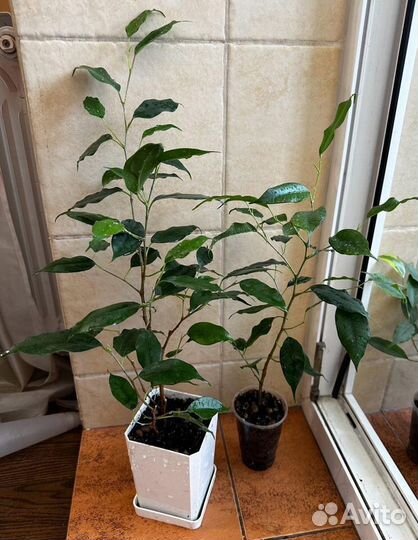 Фикусы бенджамина сортовые