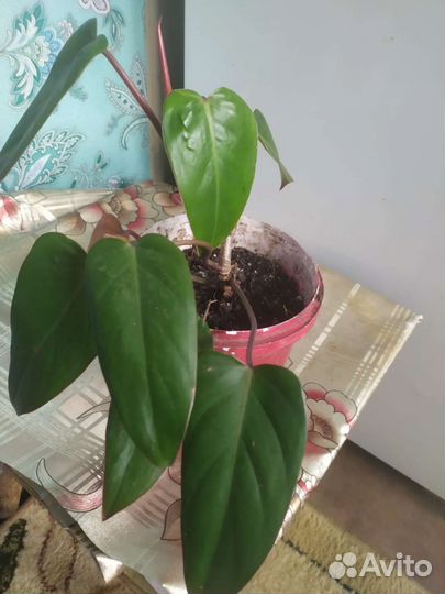 Толстянка, филодендрон