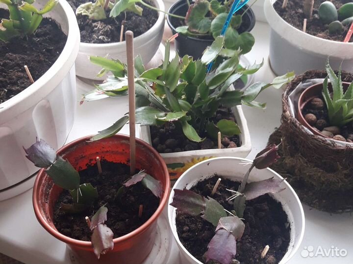 Декабрист шлюмбергера