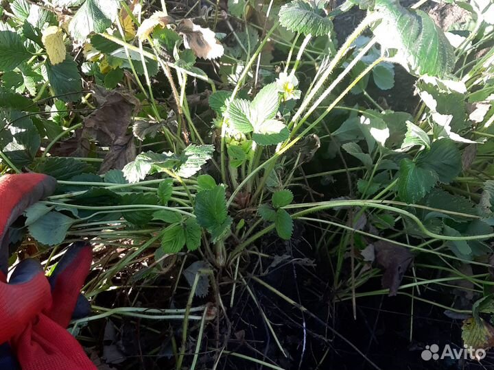 Рассада клубники