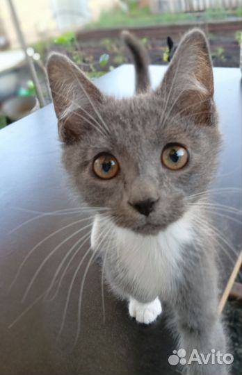 Котëнок в добрые руки