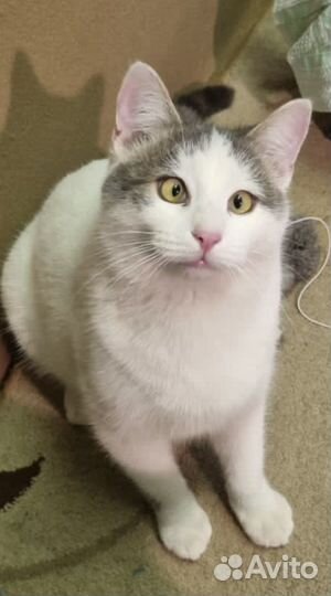 Котики бесплатно