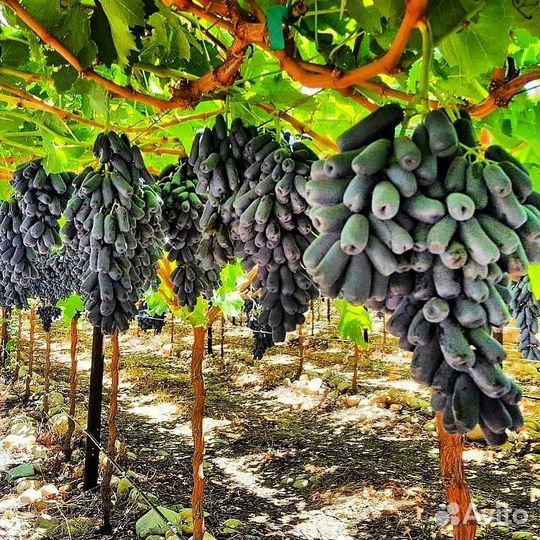 Виноград Аватар саженцы