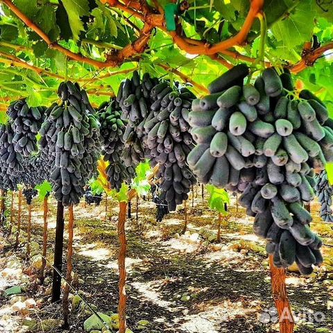 Виноград Аватар саженцы