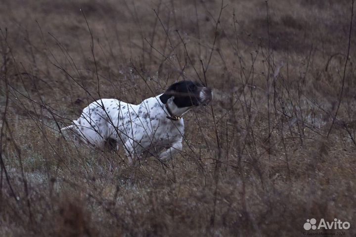 Щенки английского поинтера