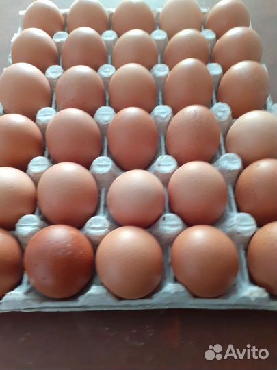 Инкубационное яйцо