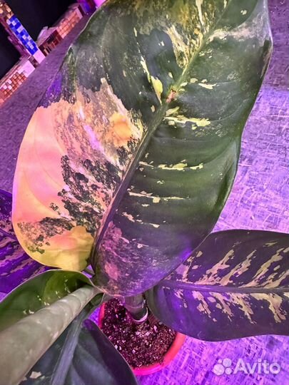 Диффенбахия зебра вариегата