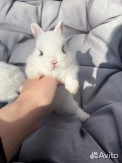 Декоративные кролики