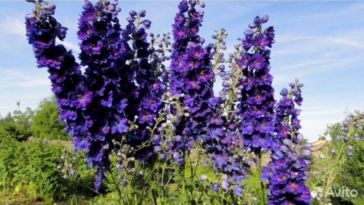 Многолетники Дельфинум Блек найт