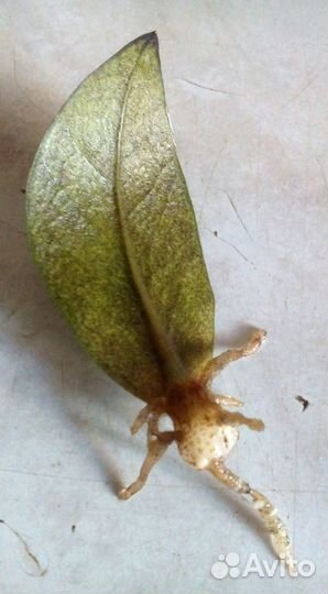 Замиокулькас Равен листом