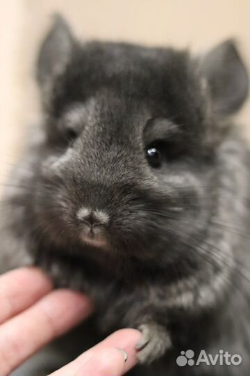 Ручные шиншиллы ангоры девочки