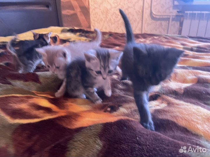 Котята (2 месяца) в добрые руки