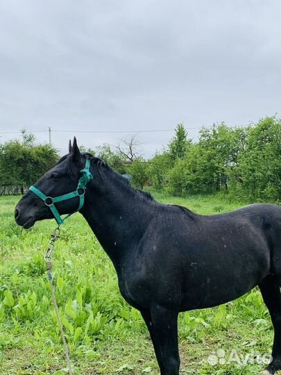 Лошадь жеребец