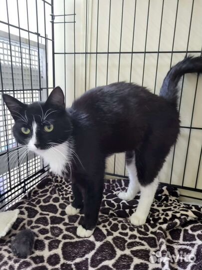 Кошки в добрые руки