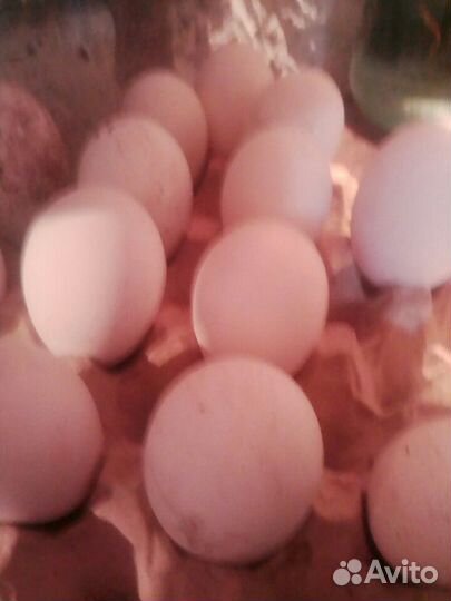 Гусята,Линда и серый,яйцо инкубационные гусиное