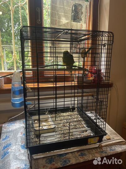 Попугай какарик с клеткой