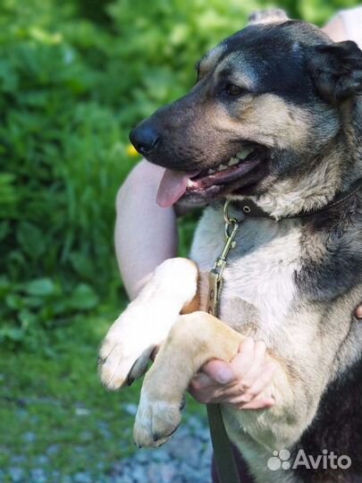 Собака в добрые руки отдам бесплатно