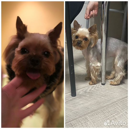 Груминг собак и кошек