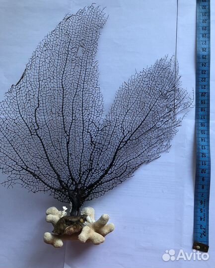 Сувенир. Натуральный чёрный коралл