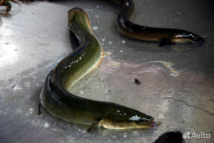 Угорь живой