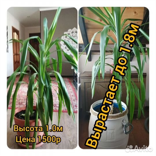 Комнатные цветы