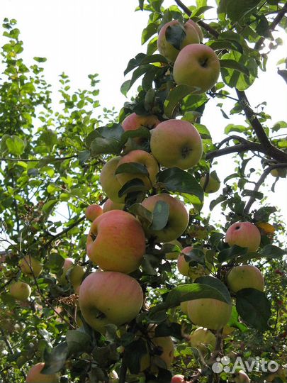 Яблоня Горный синап - саженцы