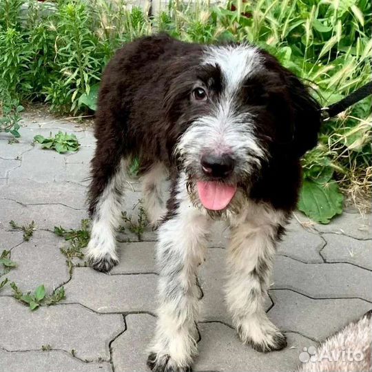 Красавчик щенок