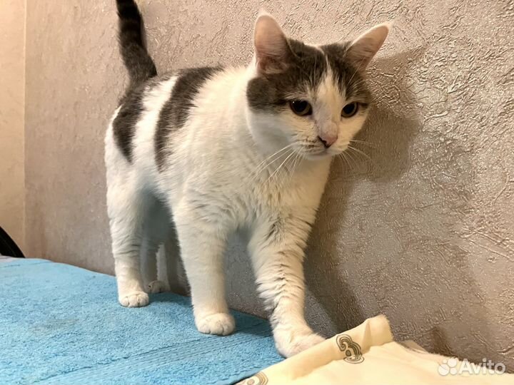 Кошечка ищет дом