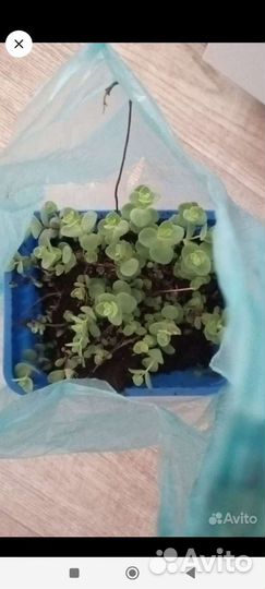 Тюльпаны нарциссы