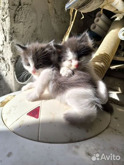 Отдам бесплатно в добрые руки, едят всё подряд