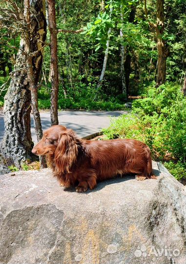 Длинношерстная такса mini вязка