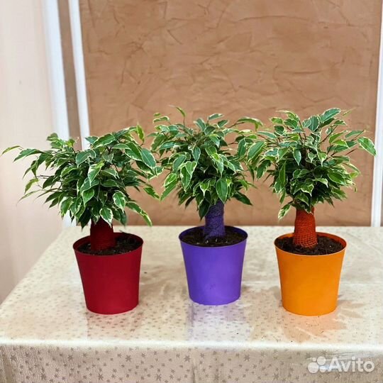 Фикус косичка маленькие и большие
