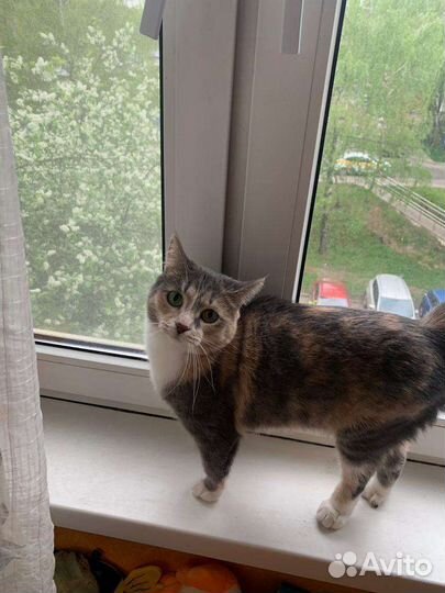 Кошка в дар бесплатно