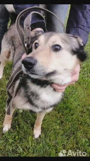 Собакам очень нужен дом или передержка