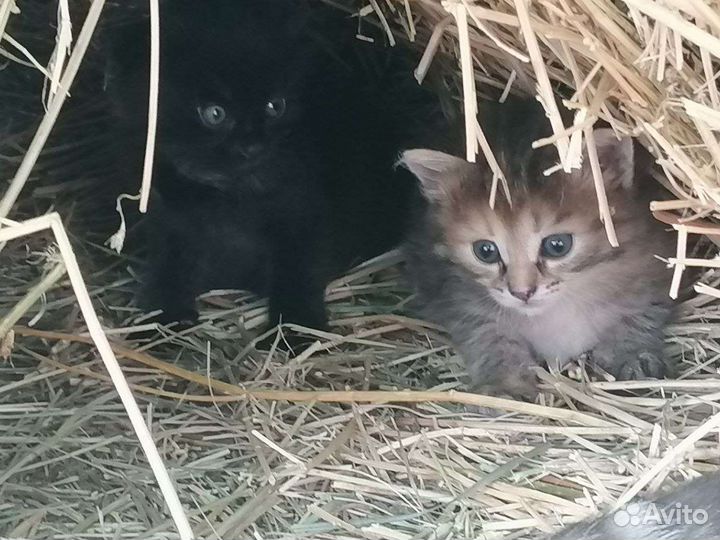 Котята в дар от кошки мышеловки