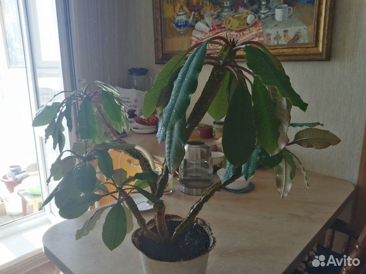 Молочай, суккулент, пальма