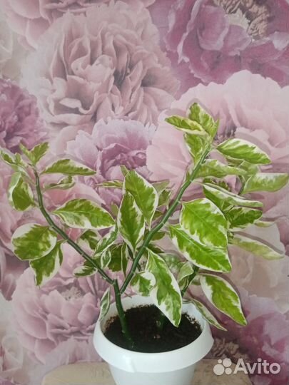 Педилантус