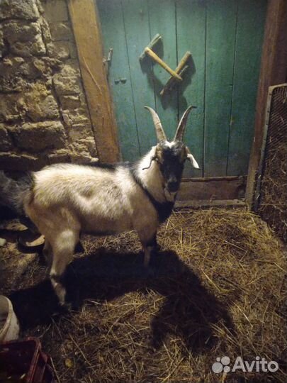 Козел на вязку