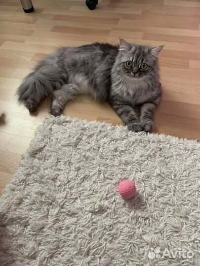 Шотландская кошка