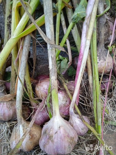 Чеснок для посадки