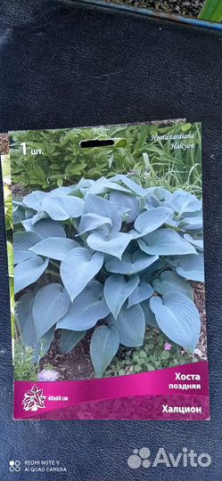 Хоста Атлантис и другие