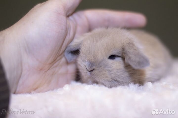 Вислоухие крольчата малыши изабелловые минилопы